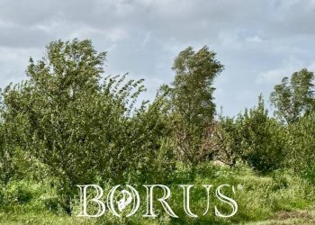 Foto 12 - Terreno agricolo Trentola Ducenta - foto 12