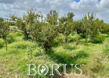 Foto 13 - Terreno agricolo Trentola Ducenta - foto 13