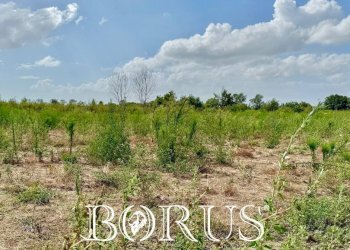 Foto 3 - Terreno agricolo Trentola Ducenta - foto 3