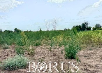 Foto 10 - Terreno agricolo Trentola Ducenta - foto 10