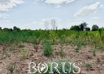 Foto 11 - Terreno agricolo Trentola Ducenta - foto 11