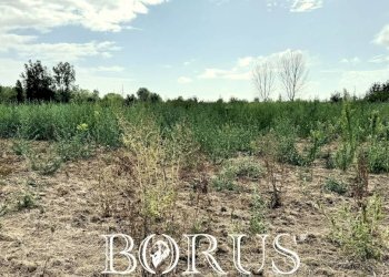 Foto 12 - Terreno agricolo Trentola Ducenta - foto 12