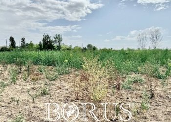 Foto 13 - Terreno agricolo Trentola Ducenta - foto 13