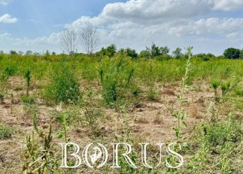 Foto 15 - Terreno agricolo Trentola Ducenta - foto 15