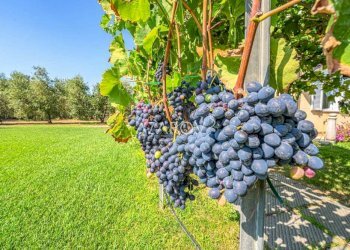 Villa Montalto di Castro - foto 4