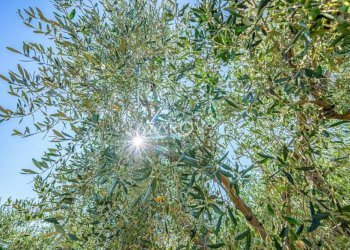 Villa Montalto di Castro - foto 39