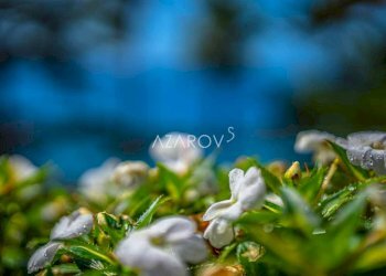 Three-room apartment Ospedaletti - photo 23