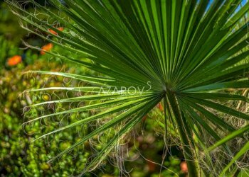 Three-room apartment Ospedaletti - photo 24