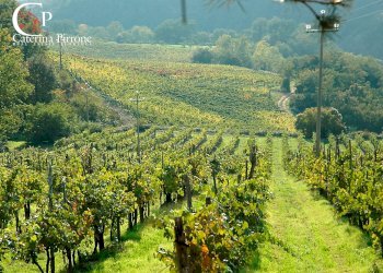 Foto 6 - Terreno agricolo via Dicomano Campagna
 
10, Dicomano - foto 6