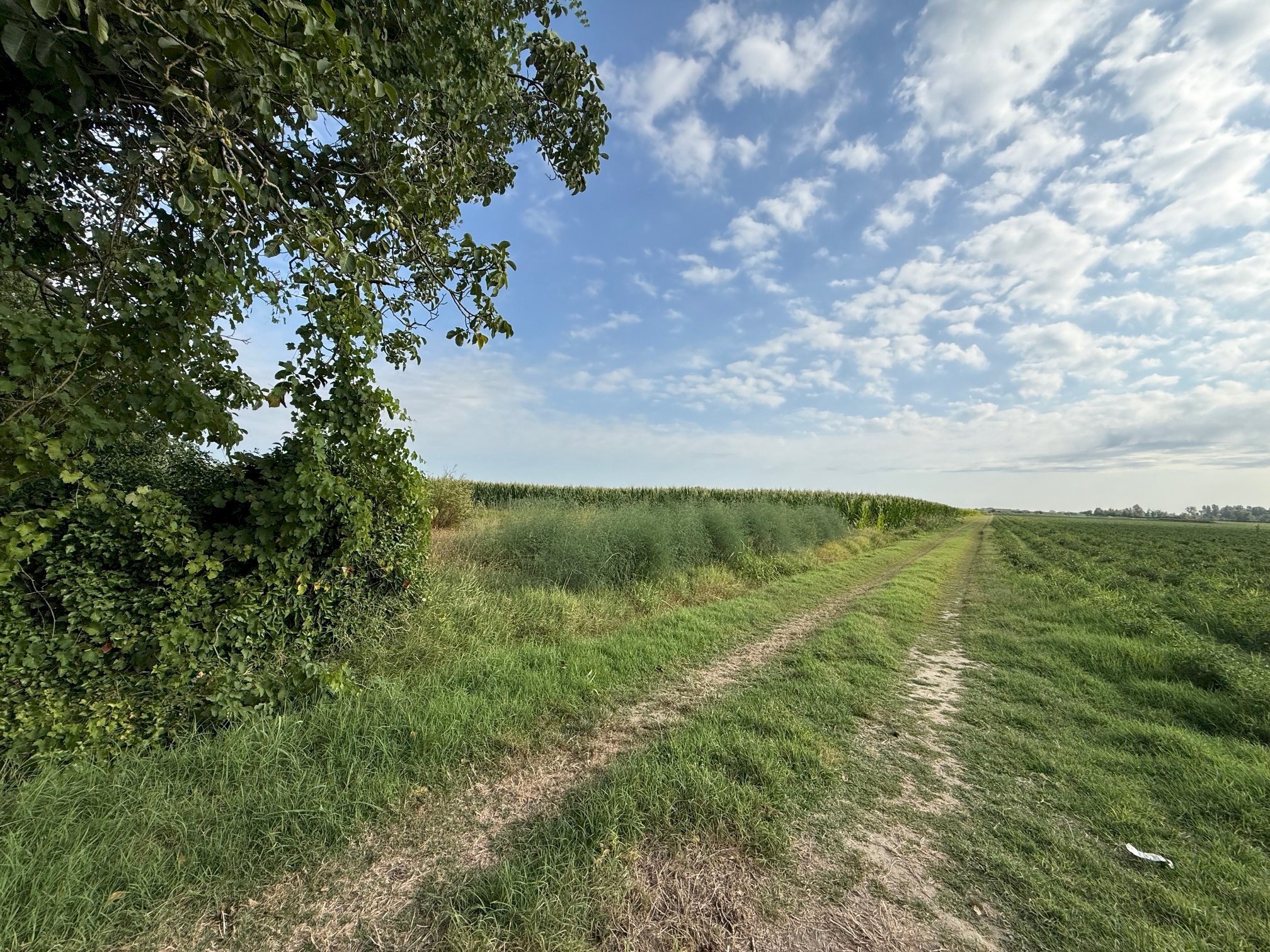 Agricultural land Via Rovere, hamlet Marmorta, Molinella - photo 1