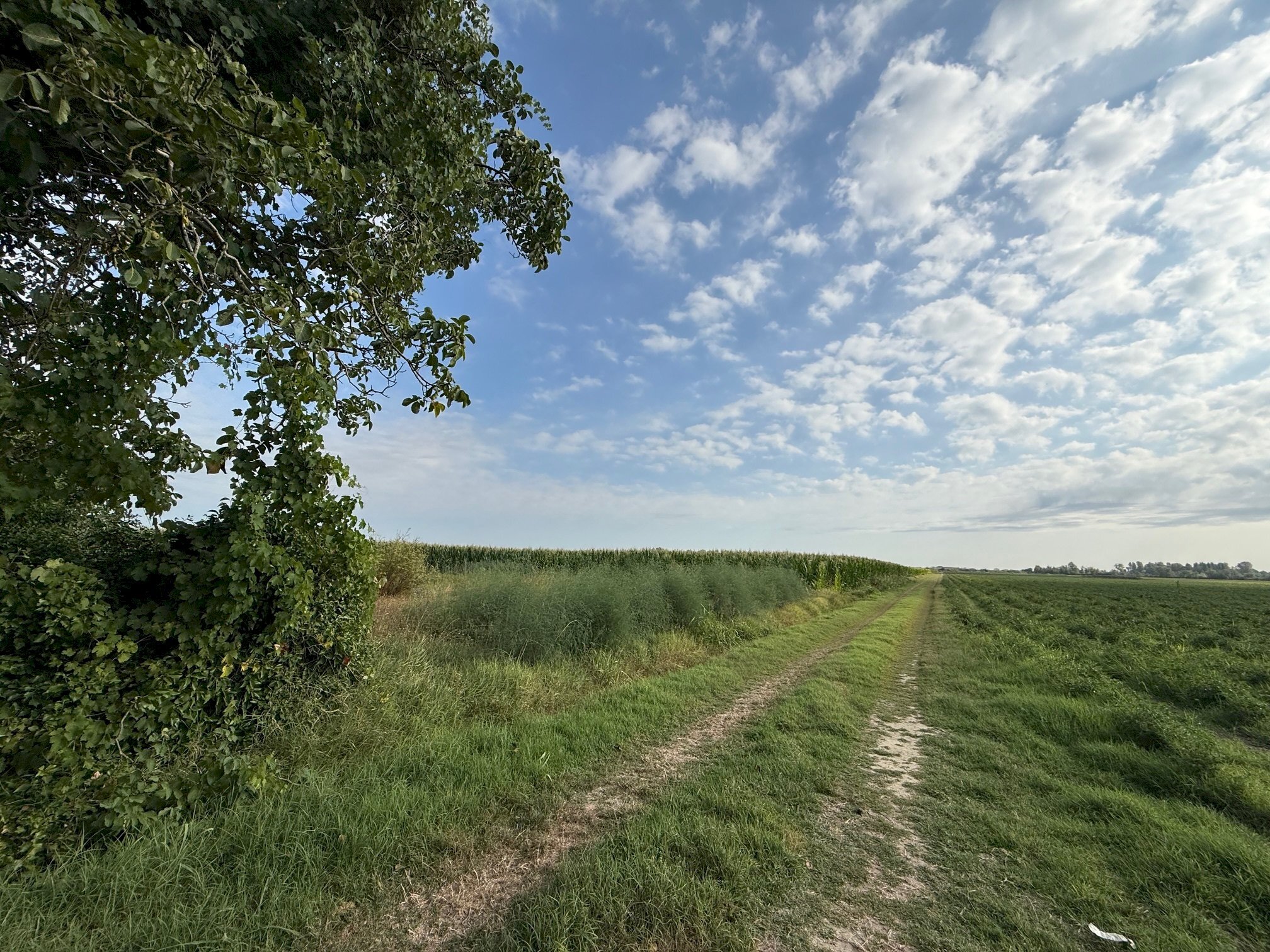 Agricultural land Via Rovere, hamlet Marmorta, Molinella - photo 2