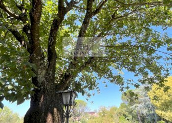 Foto 37 - Villa Rignano Flaminio - foto 37