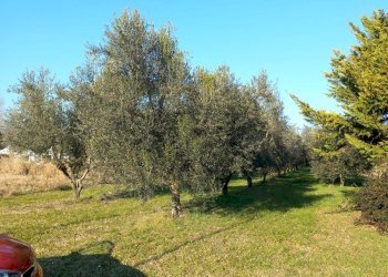 Foto 2 - Terreno agricolo Campo da Baseball, Staranzano - foto 2