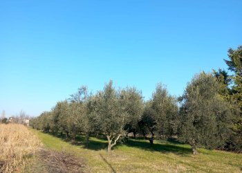 Foto 3 - Terreno agricolo Campo da Baseball, Staranzano - foto 3