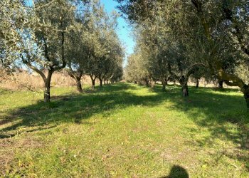 Foto 1 - Terreno agricolo Campo da Baseball, Staranzano - foto 1