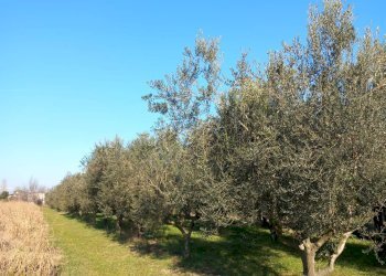 Foto 4 - Terreno agricolo Campo da Baseball, Staranzano - foto 4