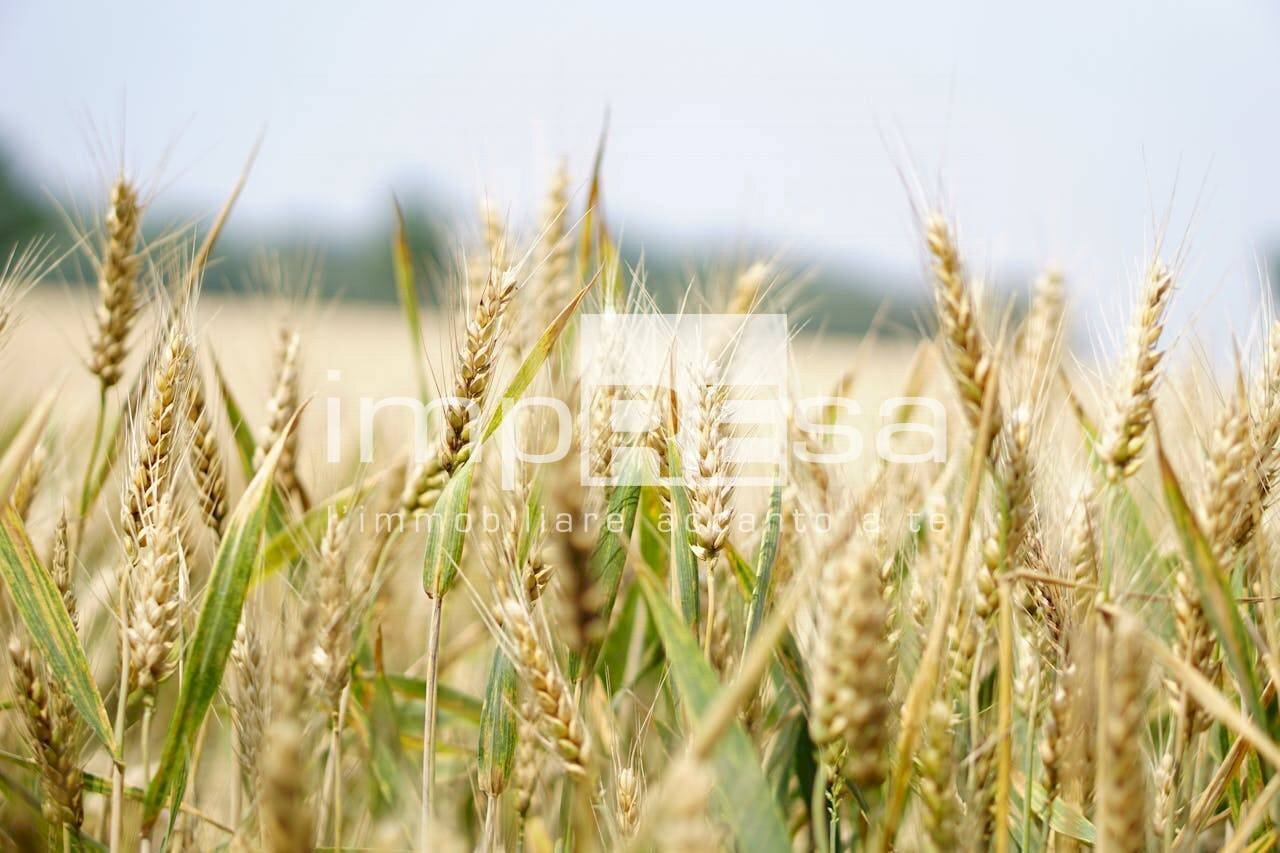 Foto 1 - Agricultural land via Roma, Trevignano - photo 1