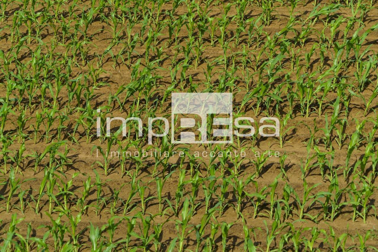 Foto 2 - Agricultural land via Roma, Trevignano - photo 2