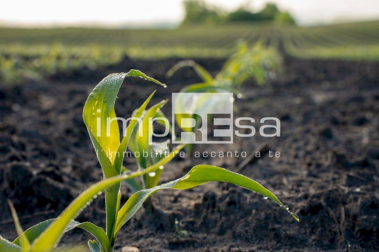 Foto 3 - Agricultural land via Roma, Trevignano - photo 3