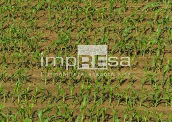 Foto 2 - Terreno agricolo via Roma, Trevignano - foto 2