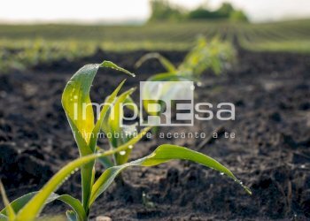 Foto 3 - Terreno agricolo via Roma, Trevignano - foto 3