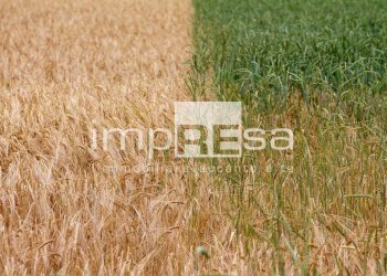 Foto 4 - Terreno agricolo via Roma, Trevignano - foto 4