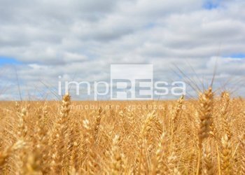 Foto 5 - Terreno agricolo via Roma, Trevignano - foto 5