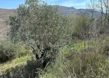 Vista delle montagne - Agricultural land Via Buia
 
snc, Rocchetta a Volturno - photo 10