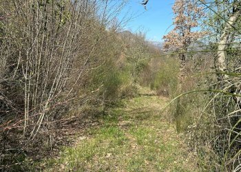 Non correlato - Agricultural land Via Buia
 
snc, Rocchetta a Volturno - photo 18
