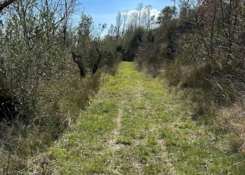 Giardino - Agricultural land Via Buia
 
snc, Rocchetta a Volturno - photo 21