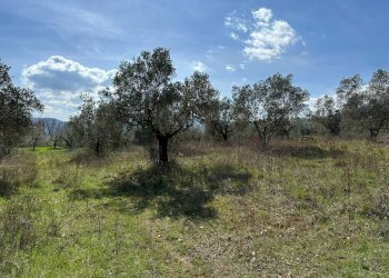 Giardino - Agricultural land Via Buia
 
snc, Rocchetta a Volturno - photo 31