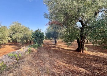 Giardino - Villa Fasano - photo 24