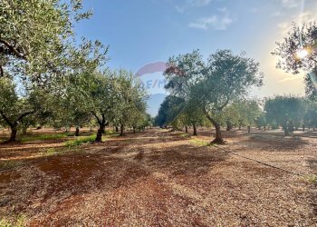 Giardino - Villa Fasano - photo 28