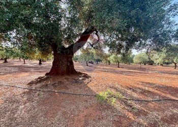 Giardino - Villa Fasano - photo 30