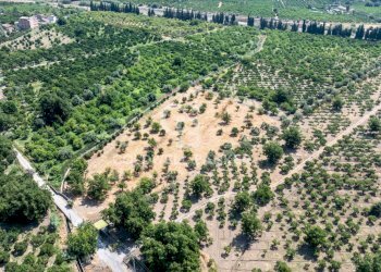 Foto 9 - Terreno agricolo Via Francavilla
snc, Taormina - foto 9