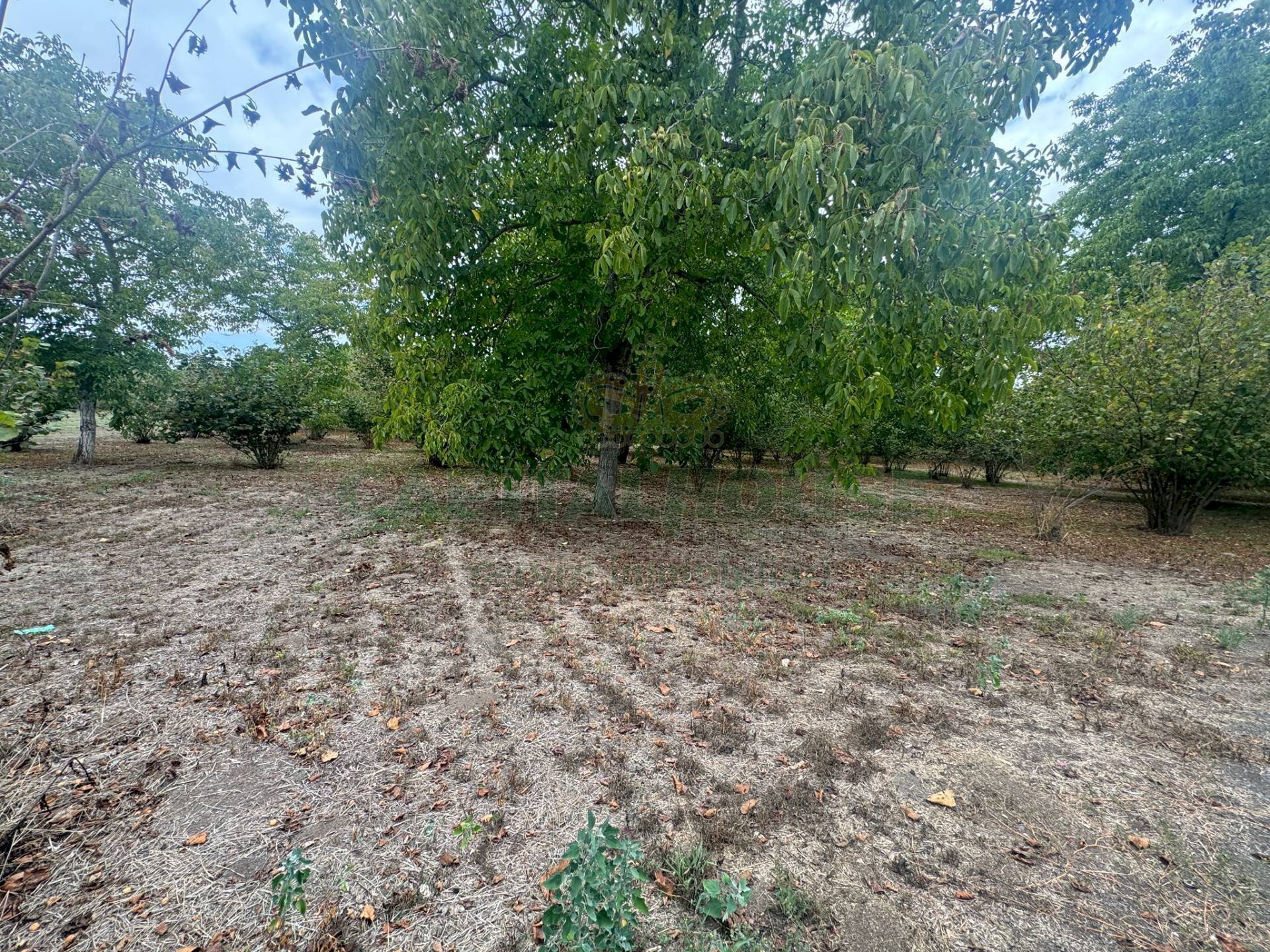 Foto 1 - Terreno agricolo saviano, Saviano - foto 1