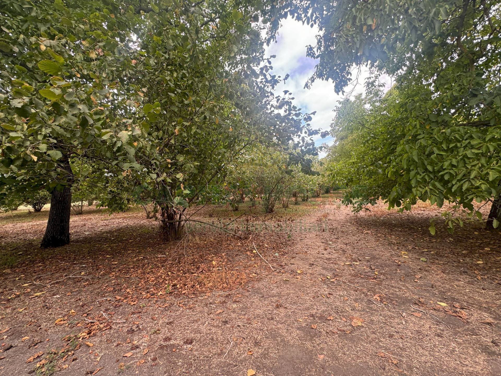 Foto 2 - Terreno agricolo saviano, Saviano - foto 2