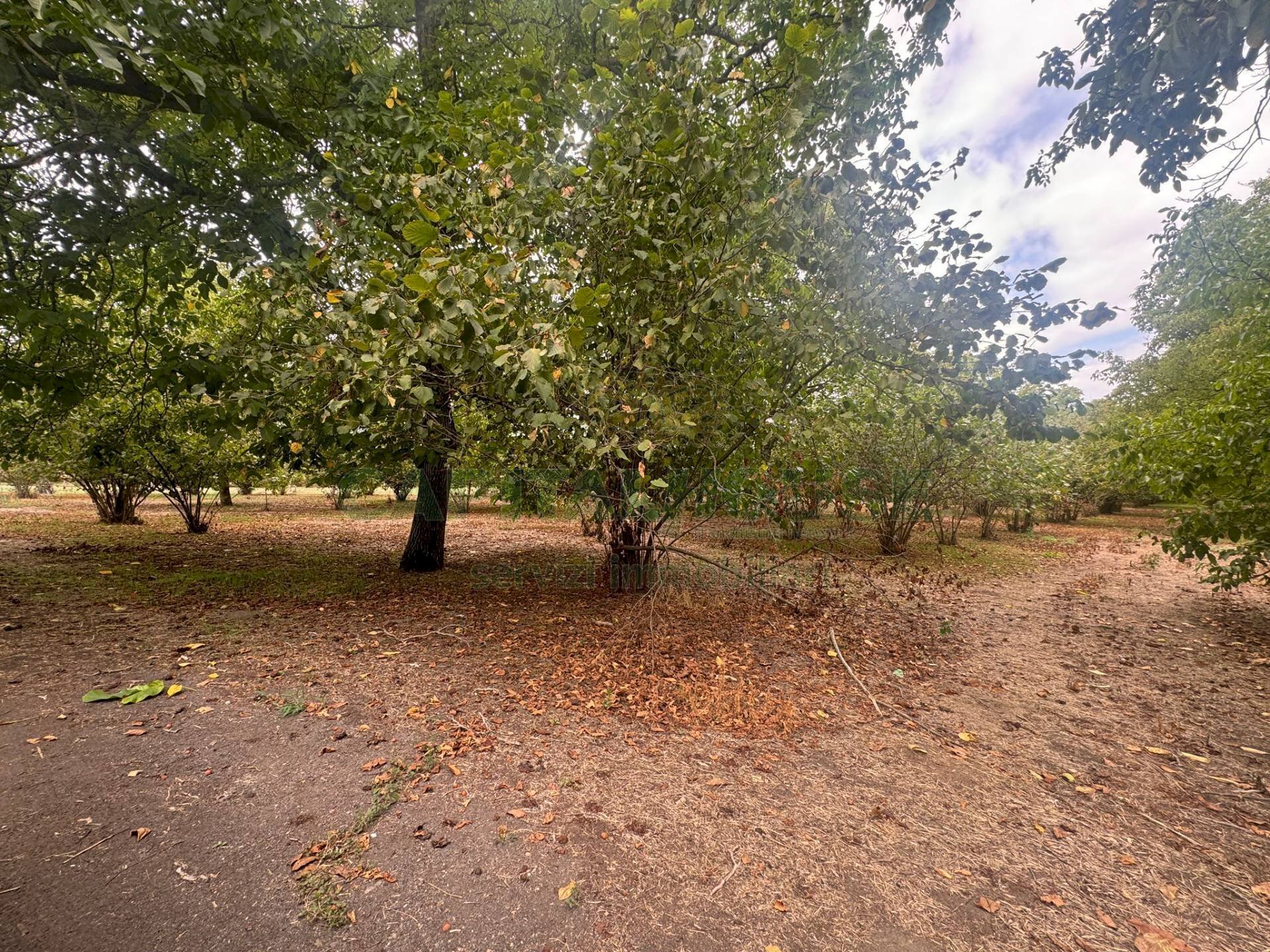 Foto 3 - Terreno agricolo saviano, Saviano - foto 3