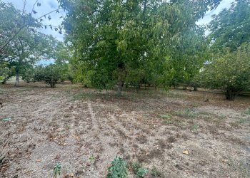 Foto 1 - Terreno agricolo saviano, Saviano - foto 1