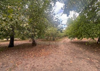 Foto 2 - Terreno agricolo saviano, Saviano - foto 2