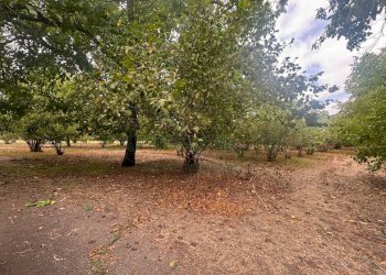 Foto 3 - Terreno agricolo saviano, Saviano - foto 3