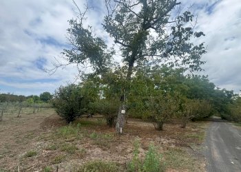 Foto 4 - Terreno agricolo saviano, Saviano - foto 4