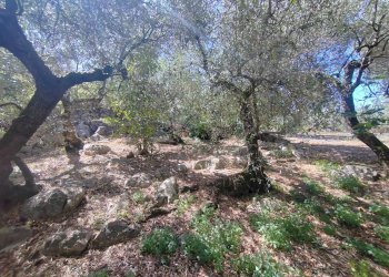 Foto 43 - Independent house Via Provinciale Sonninese, Sonnino - photo 43