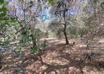 Foto 50 - Independent house Via Provinciale Sonninese, Sonnino - photo 50