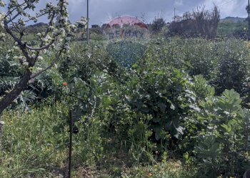 Non correlato - Terreno agricolo Via G. Brodolini, Bronte - foto 7