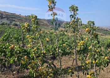 Giardino - Terreno agricolo Via G. Brodolini, Bronte - foto 12