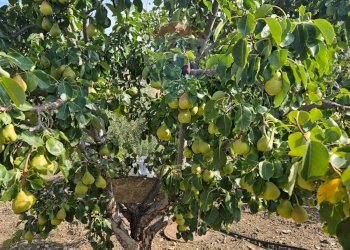 Giardino - Terreno agricolo Via G. Brodolini, Bronte - foto 13