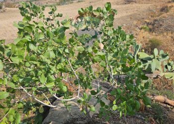 Vista delle montagne - Terreno agricolo Via G. Brodolini, Bronte - foto 15