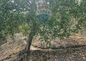 Giardino - Terreno agricolo Via G. Brodolini, Bronte - foto 16