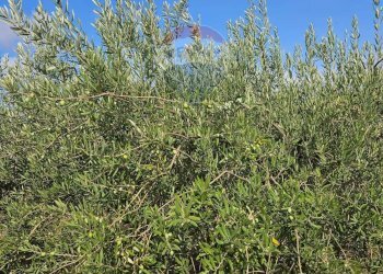 Giardino - Terreno agricolo Via G. Brodolini, Bronte - foto 17